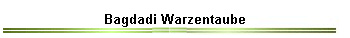 Bagdadi Warzentaube