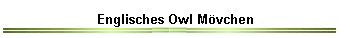 Englisches Owl Mövchen