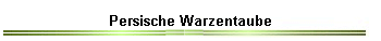 Persische Warzentaube