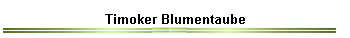 Timoker Blumentaube